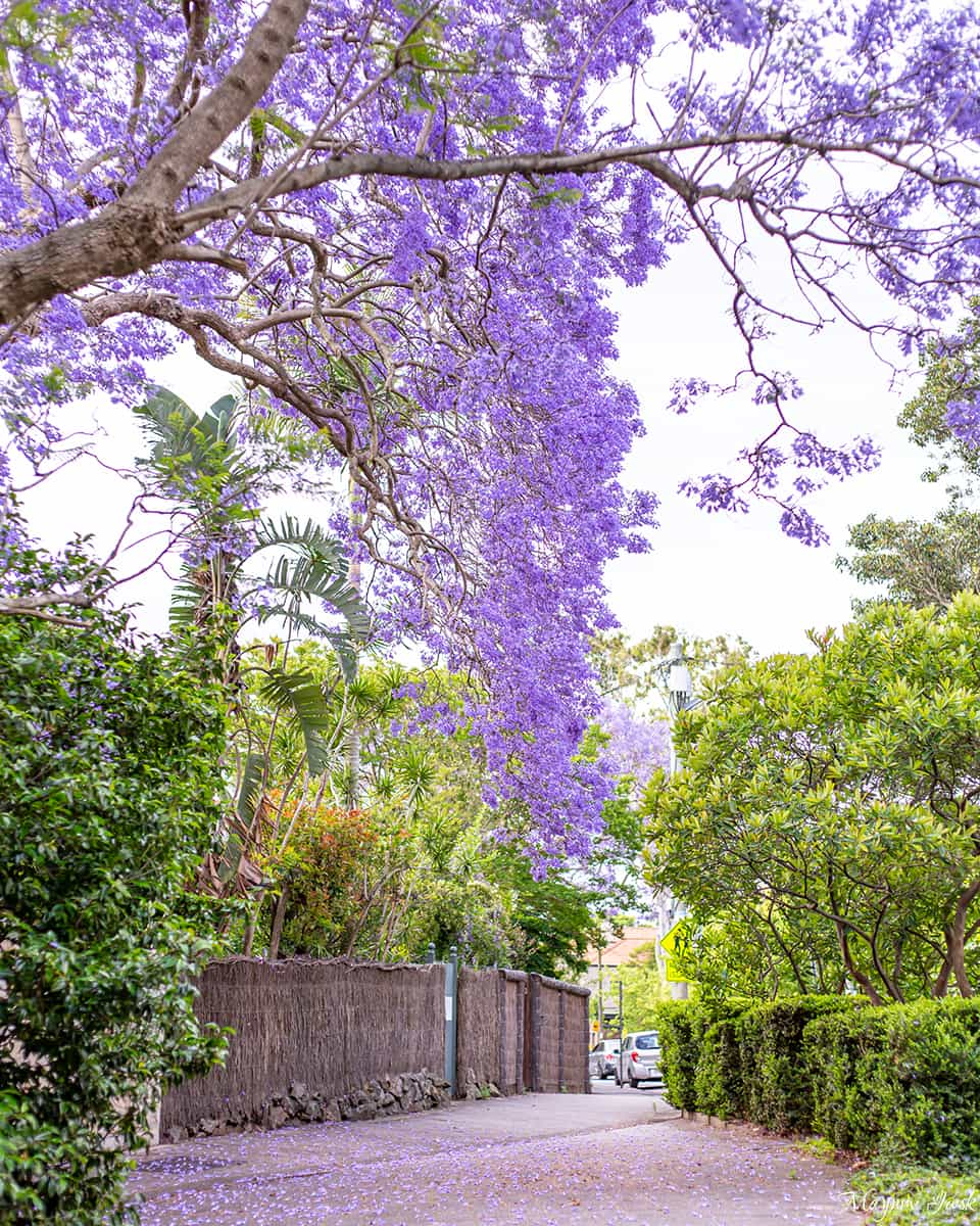 シドニーの美しいジャカランダ スポット10選 Jacaranda Spots In Sydney