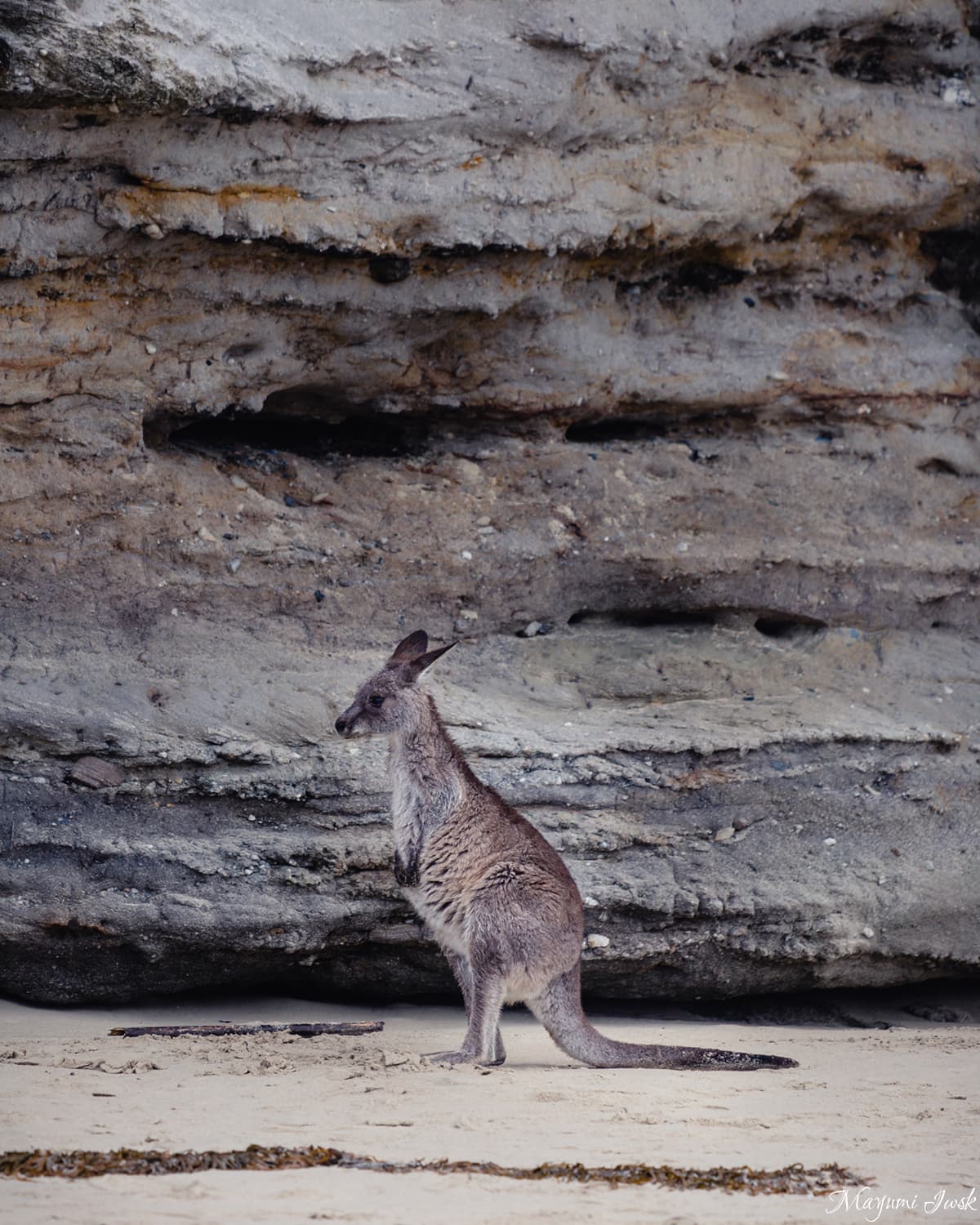 Kangaroo in Cave Beach / ケイブビーチのカンガルー