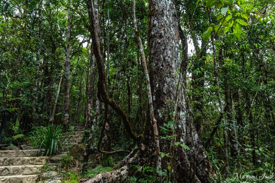 世界遺産の熱帯雨林 MOSSMAN GORGE（モスマン渓谷）| CAIRNS