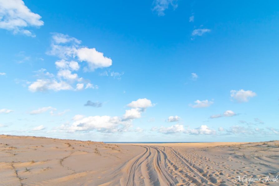 【シドニー近郊】南半球最大の砂丘 ポートスティーブンスのストックトンビーチ（Stockton Beach）