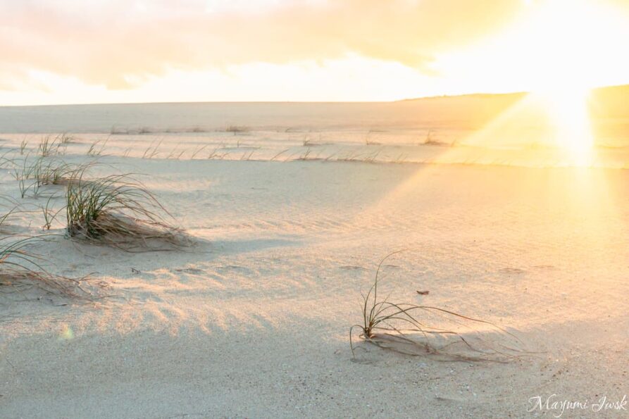 【シドニー近郊】南半球最大の砂丘 ポートスティーブンスのストックトンビーチ（Stockton Beach）