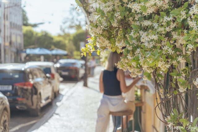 1872年創業、プリンシペ・レアルの老舗レストラン「Faz Frio（ファシュ・フリオ）」正直レビュー