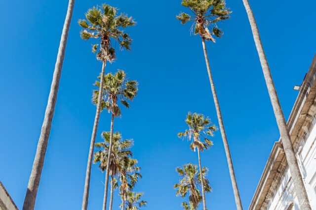 リスボン・プリンシペ・レアルの都会のジャングル|リスボン国立植物園(Jardim Botânico de Lisboa)