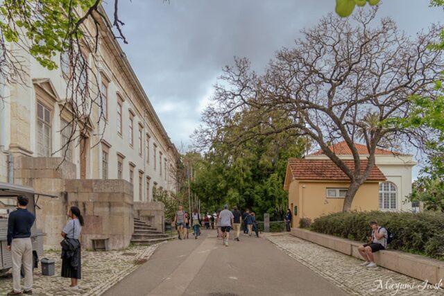 リスボン・プリンシペ・レアルの都会のジャングル|リスボン国立植物園(Jardim Botânico de Lisboa)