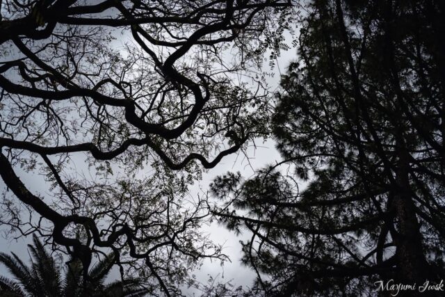 リスボン・プリンシペ・レアルの都会のジャングル|リスボン国立植物園(Jardim Botânico de Lisboa)