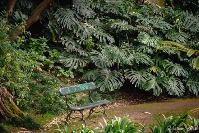 リスボン・プリンシペ・レアルの都会のジャングル|リスボン国立植物園(Jardim Botânico de Lisboa)